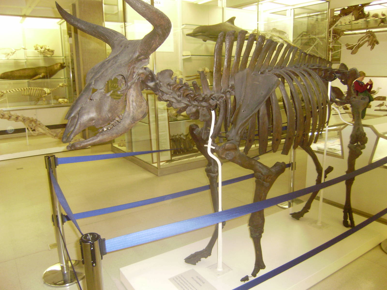 Aurochs skeleton at Cambridge Natural History Museum