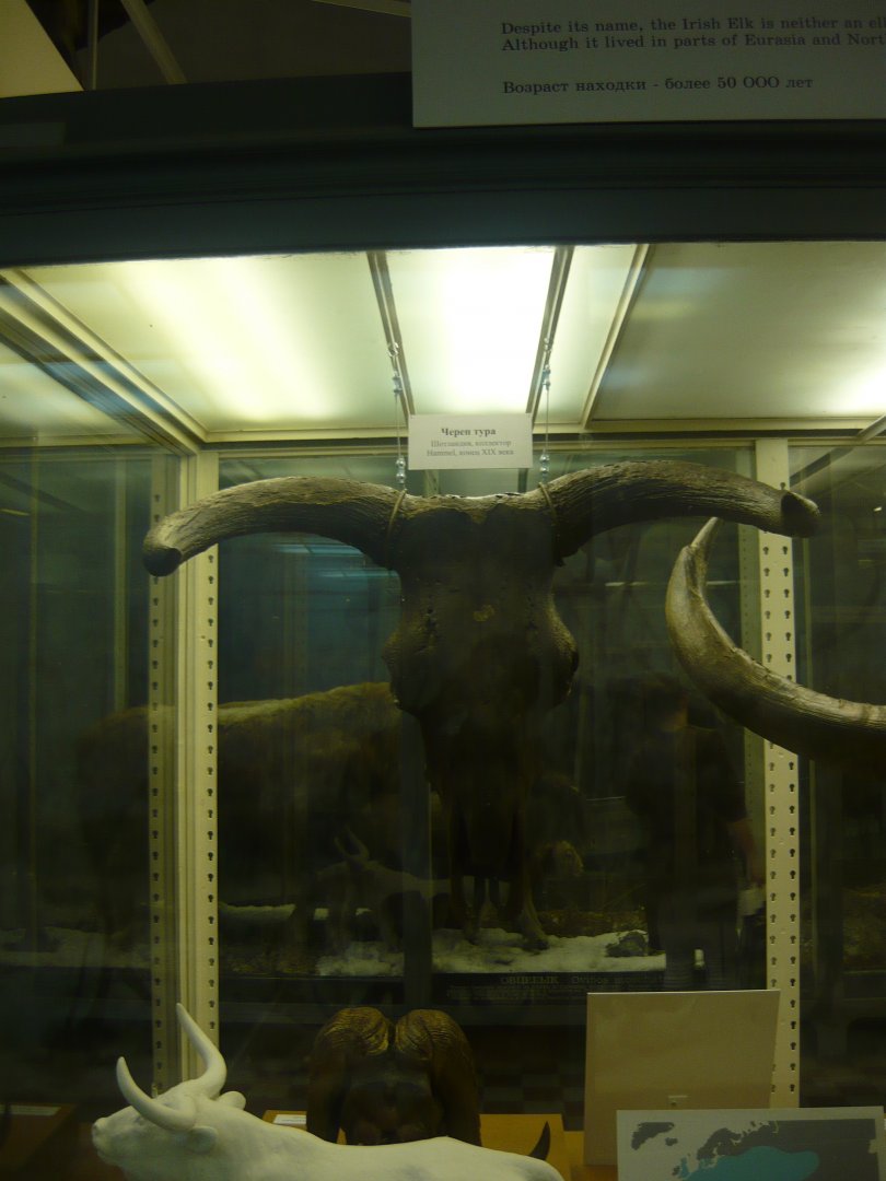 Aurochs skull