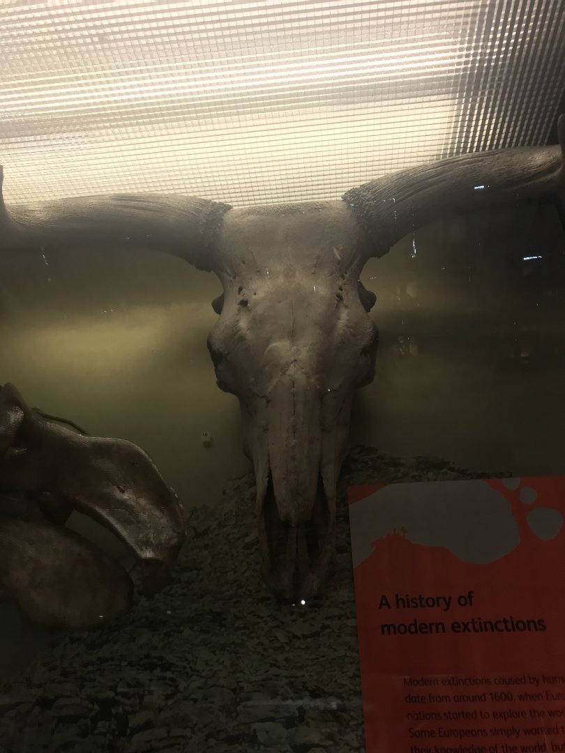 Aurochs skull