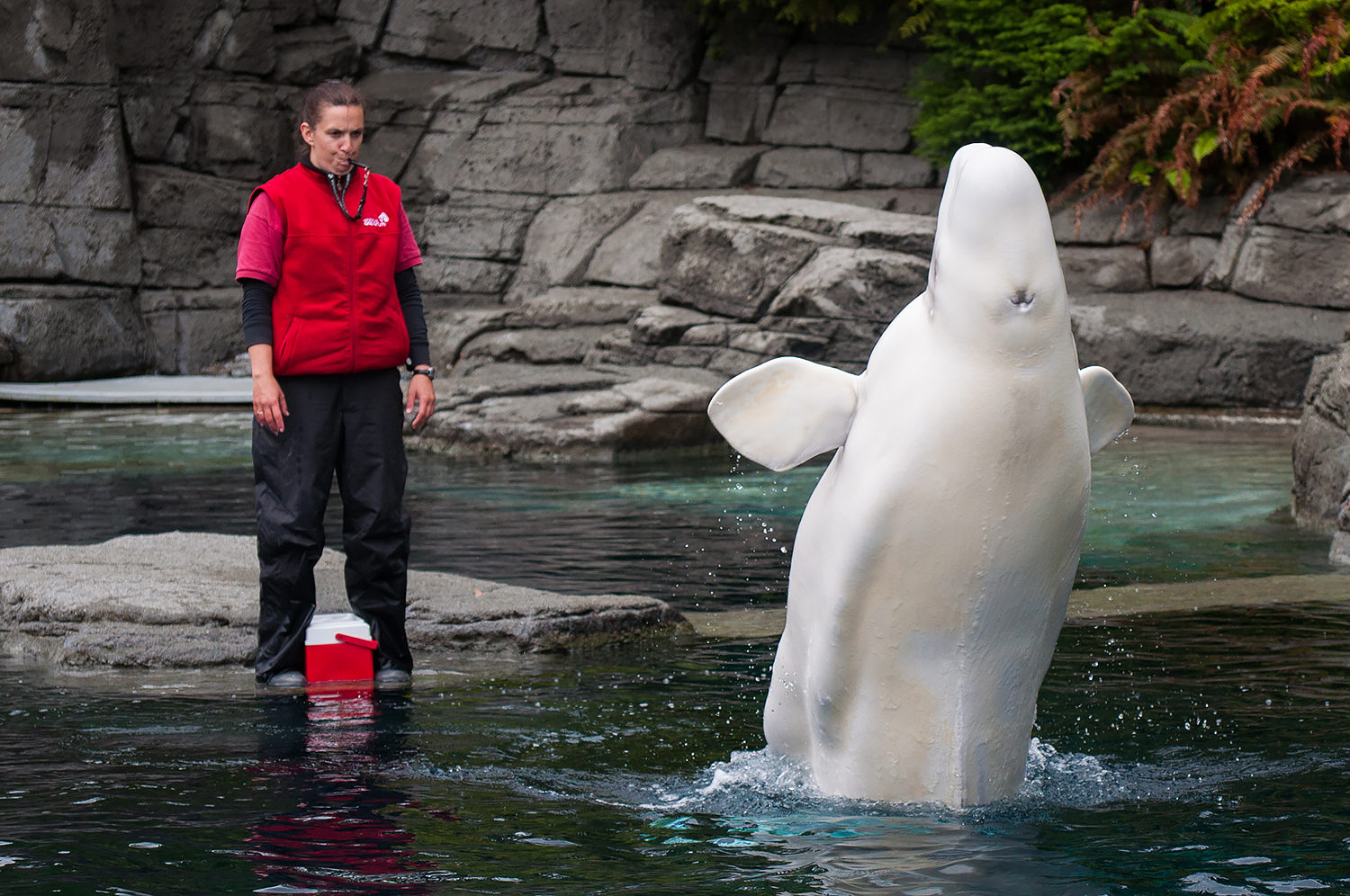 Aurora, beluga whale (Delphinapterus leucas)