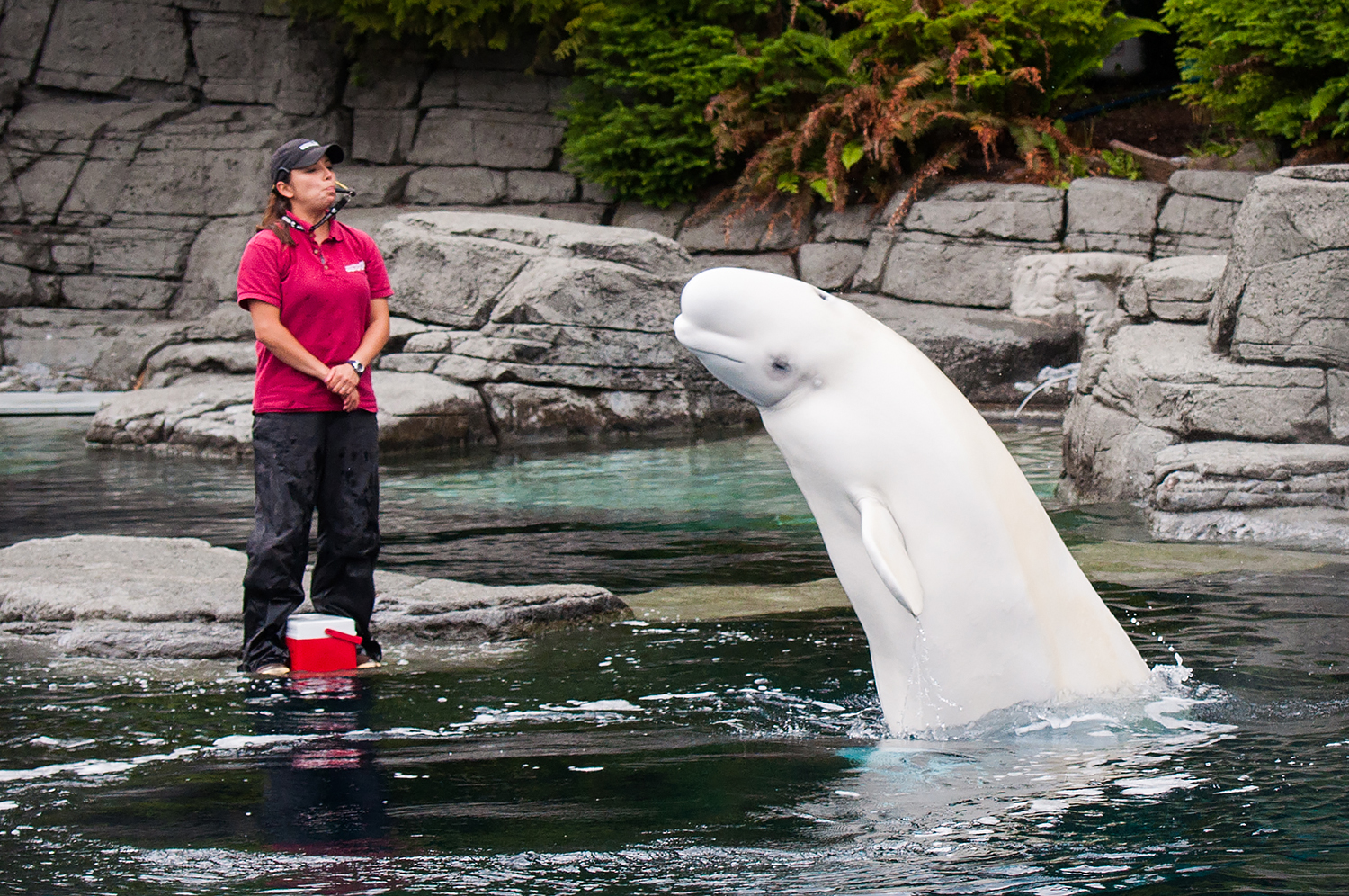Aurora, beluga whale (Delphinapterus leucas)