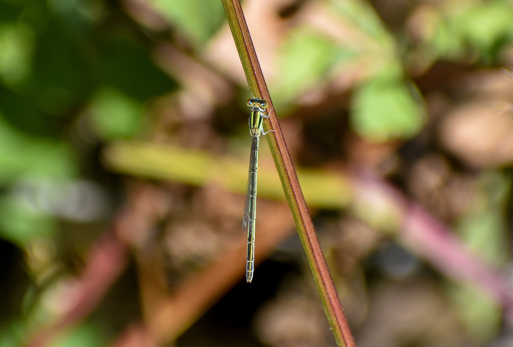 Aurora Bluetail, Ischnura aurora