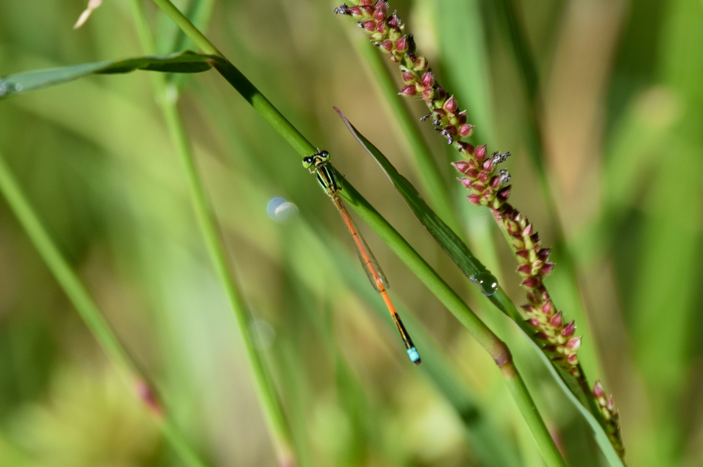 Aurora Bluetail, Ischnura aurora