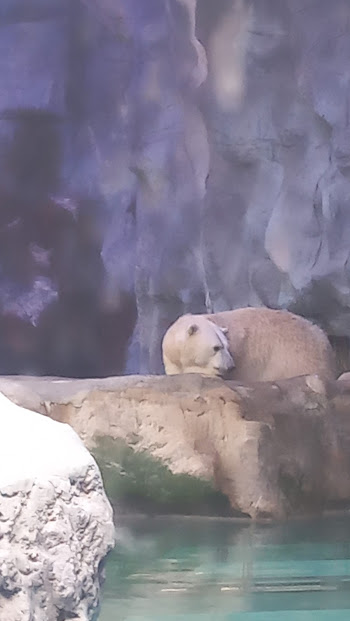 Aurora - Polar Bear - São Paulo aquarium