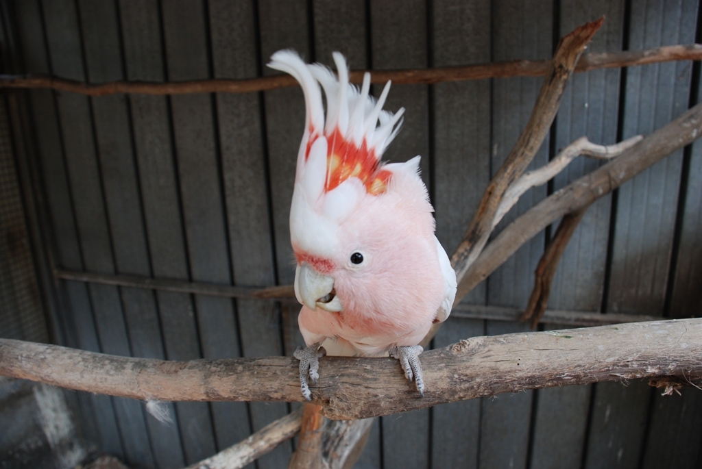 Aussie, Major Mitchell Cockatoo