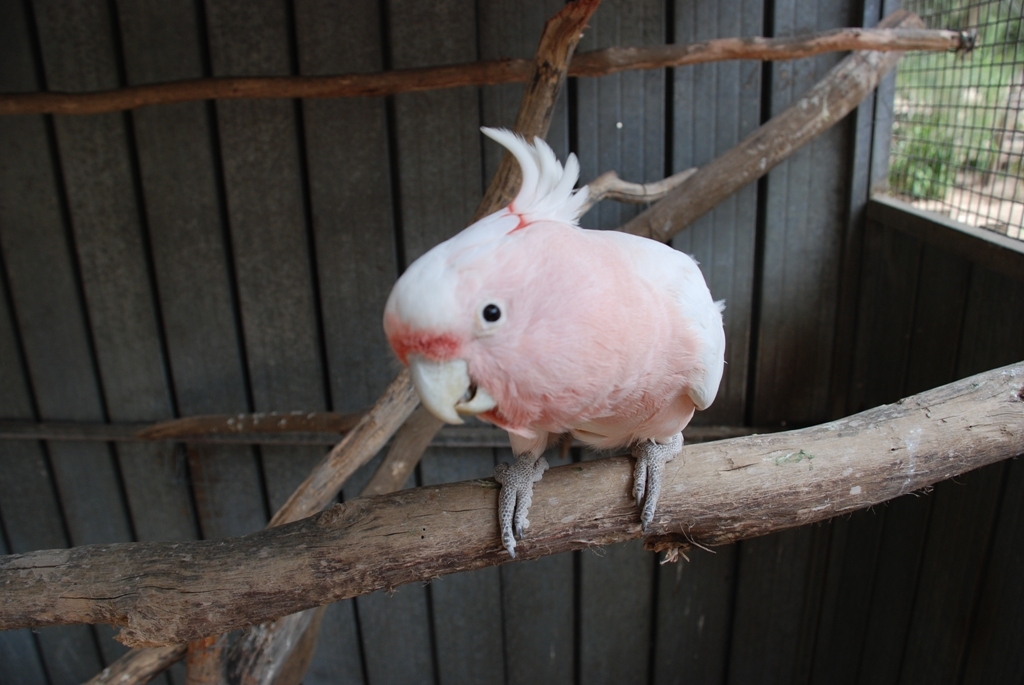 Aussie, Major Mitchell Cockatoo