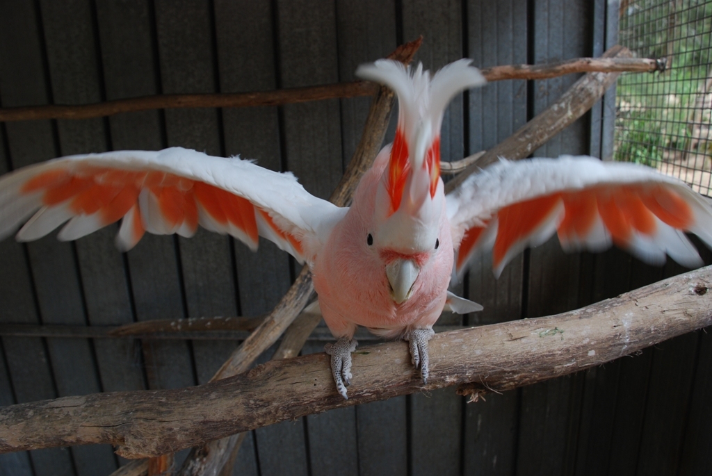 Aussie, Major Mitchell Cockatoo