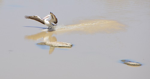 Aust. pelican landing on inland river.