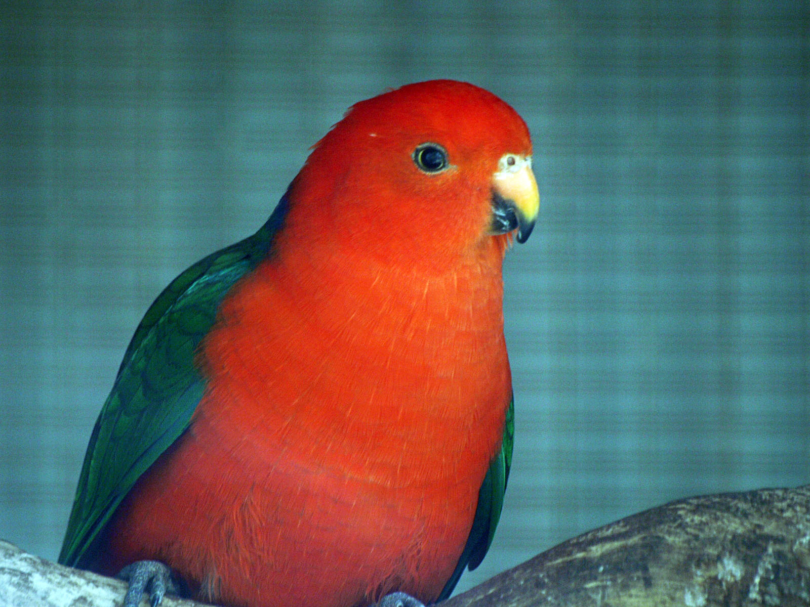 Austalian King parrot (male)