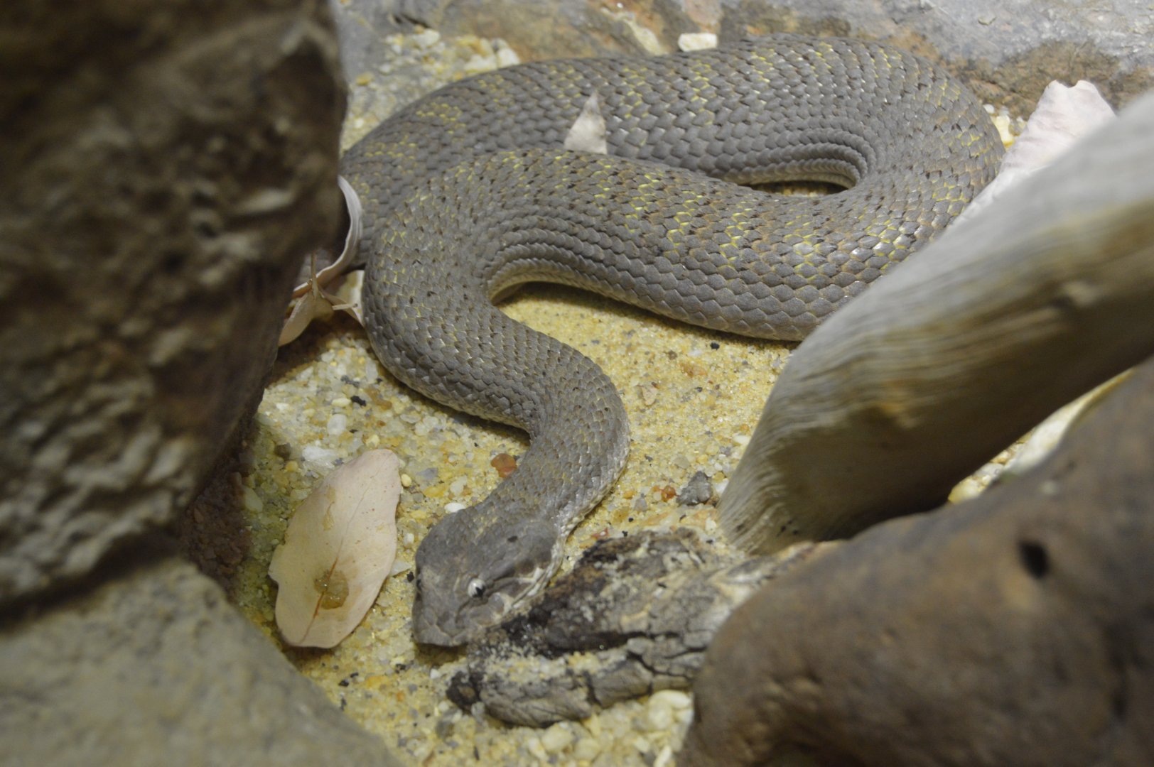 Austraia: Wild Extremes - Plains Death Adder (Acanthophis hawkei)