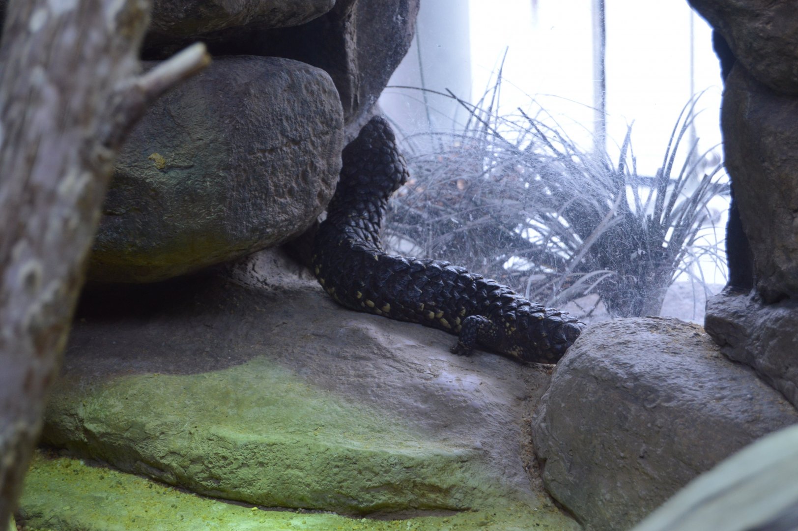 Austraia: Wild Extremes - Shingleback (Tiliqua rugosa)