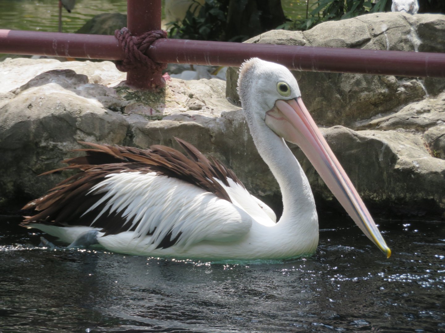austraila  pelican
