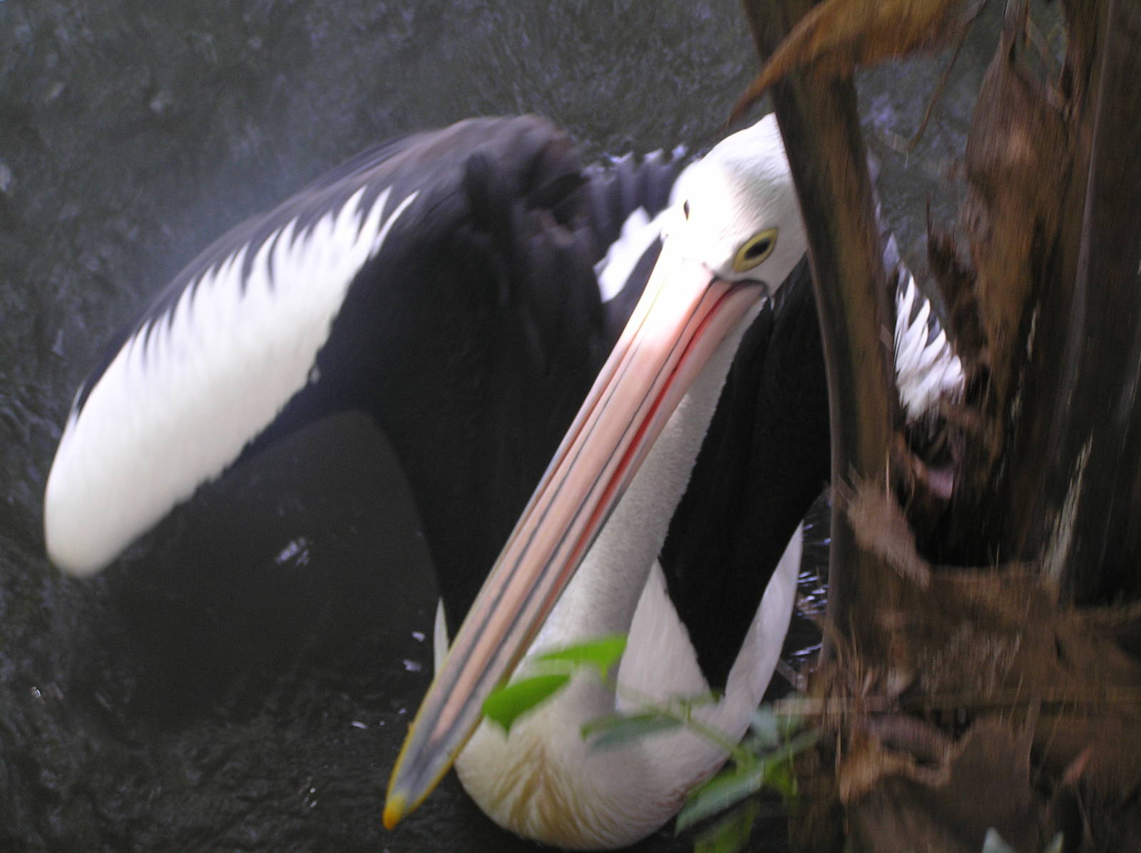 Austrailain pelican - Cairns tropical zoo 05