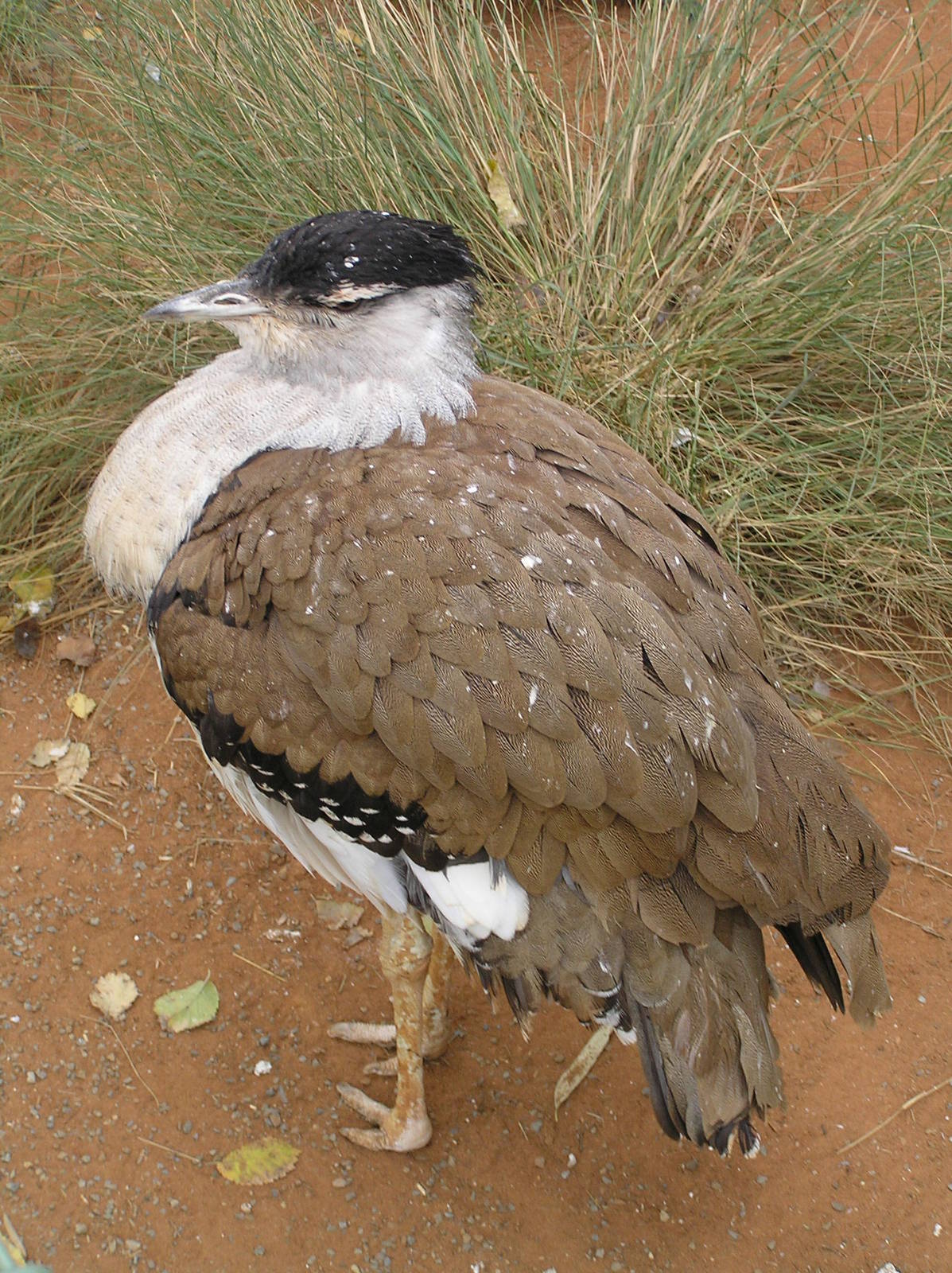 Austrailian bustard - Featherdale sanctuary 2005