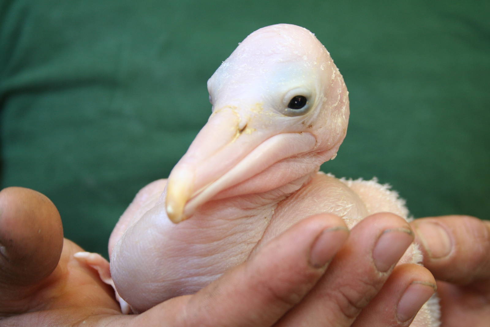 Austrailian pelican chick