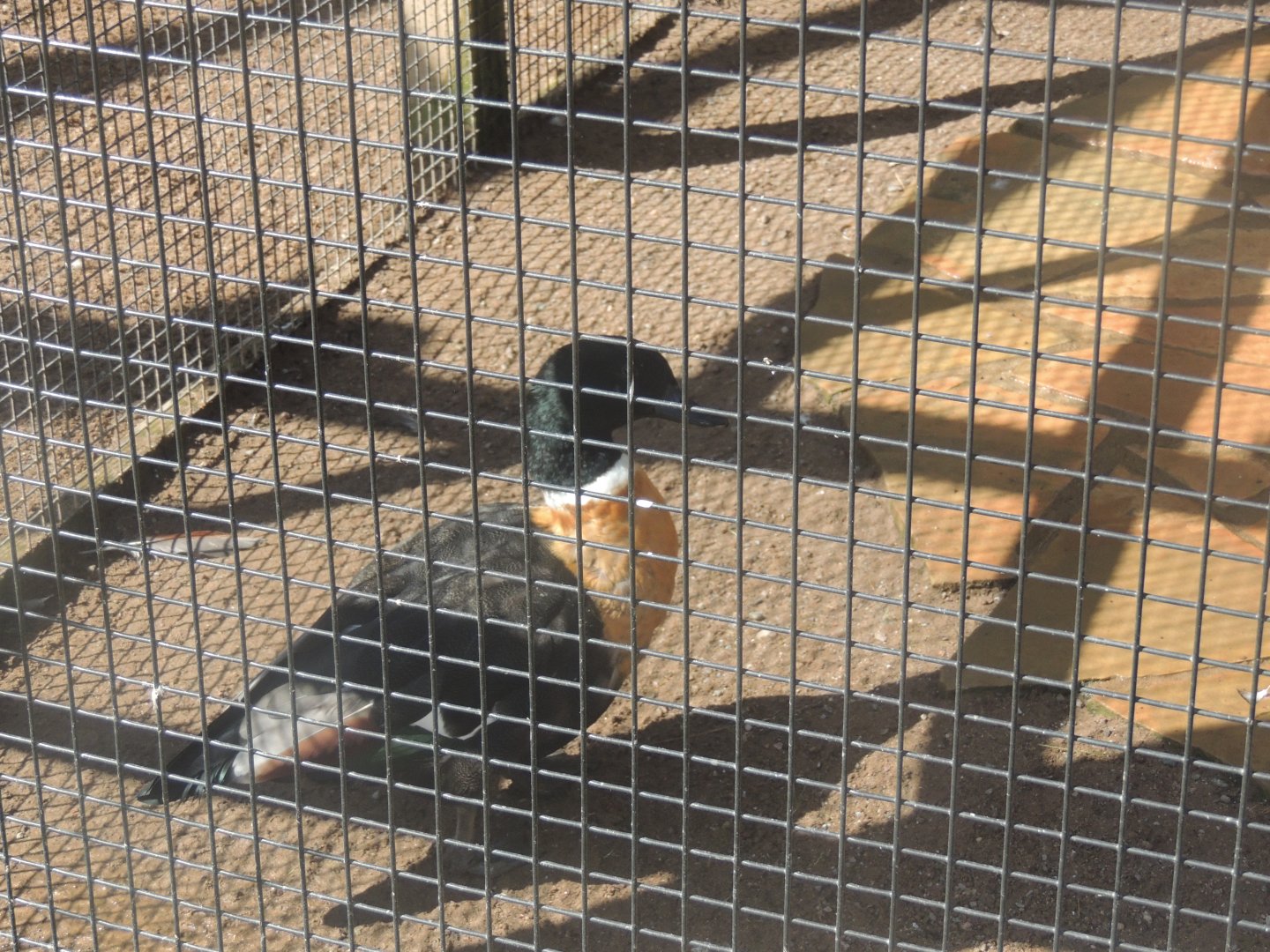 austrailian sheilduck