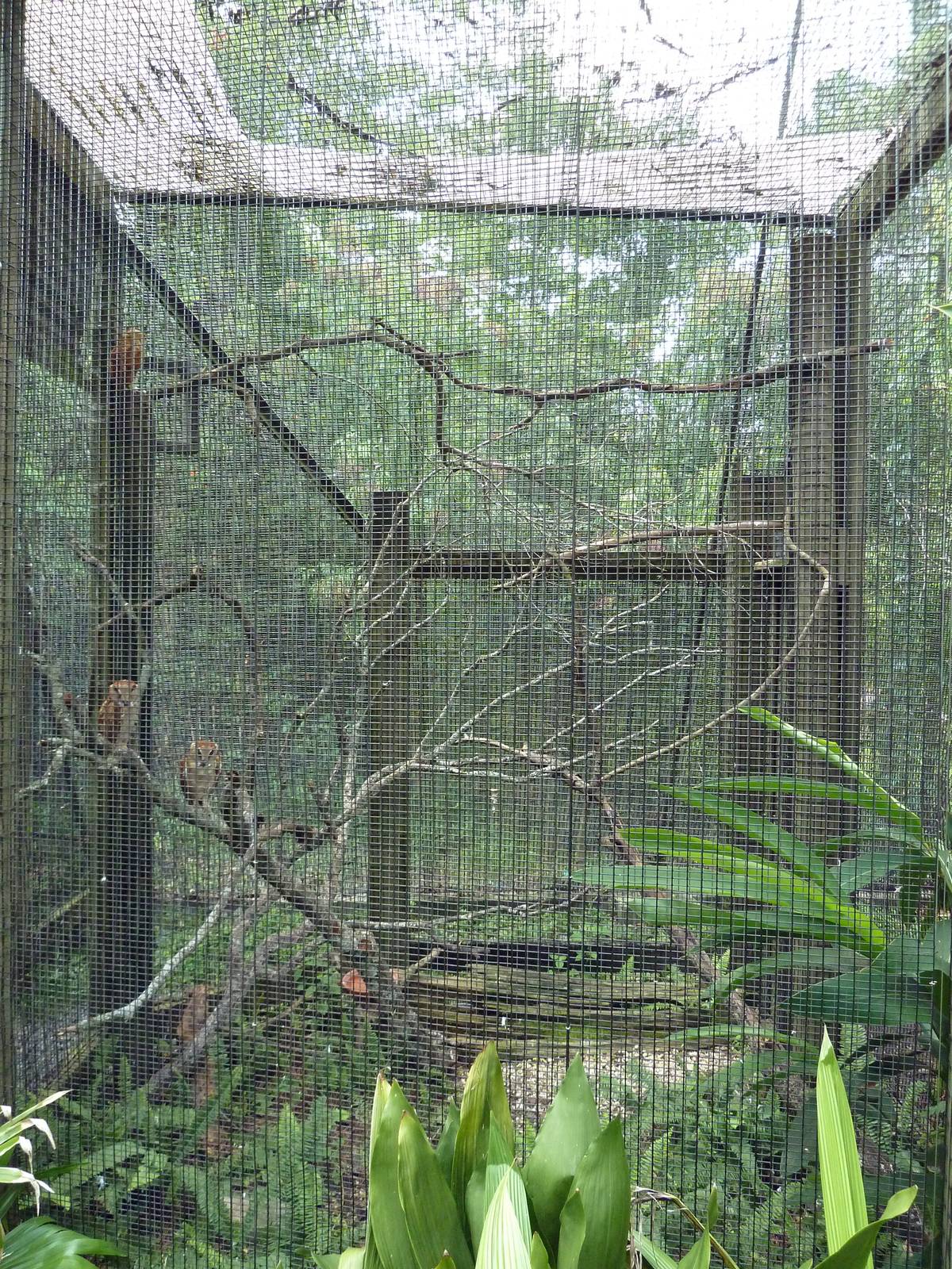 Austral/Asian Walk-Through Aviary - Bay Owl Exhibit