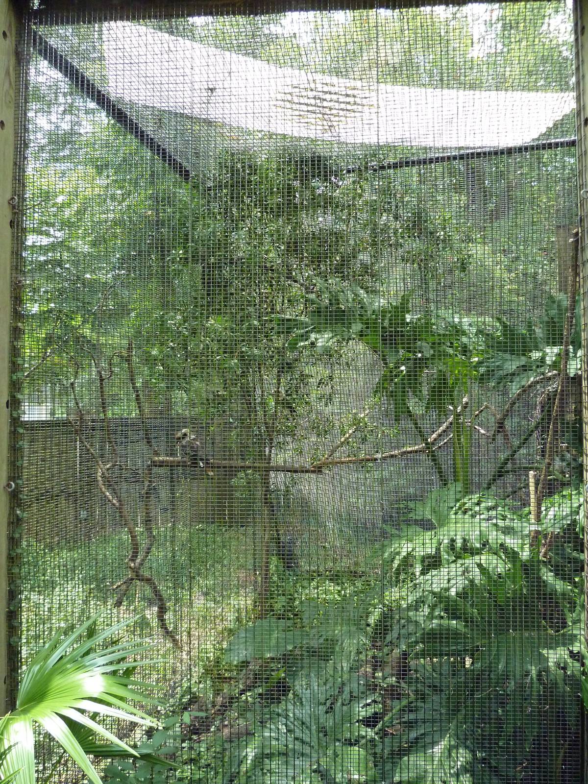 Austral/Asian Walk-Through Aviary - Kookaburra Exhibit