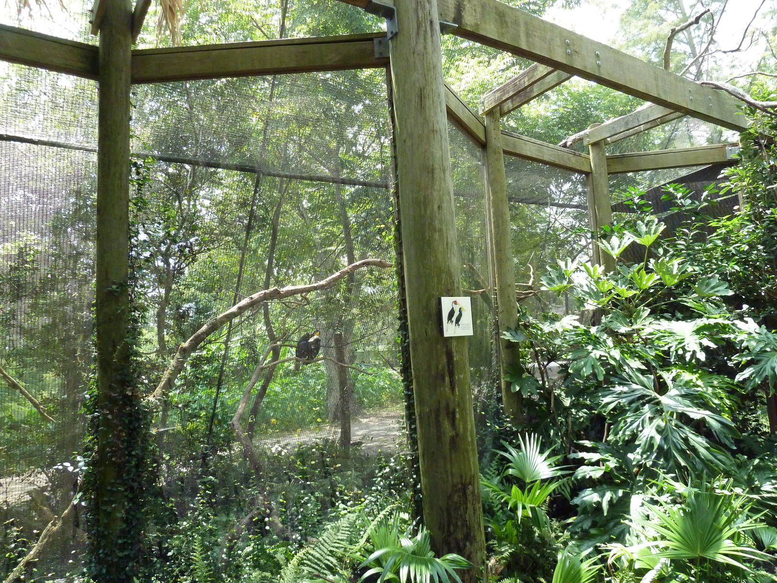 Austral/Asian Walk-Through Aviary - Wrinkled Hornbill Exhibit