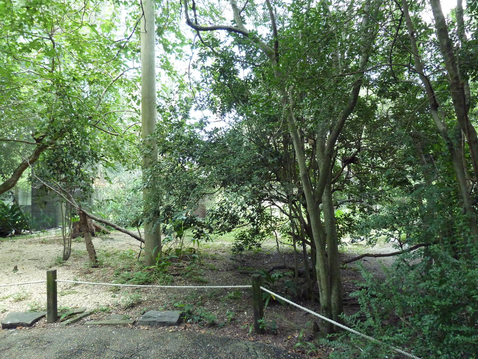 Austral/Asian Walk-Through Aviary