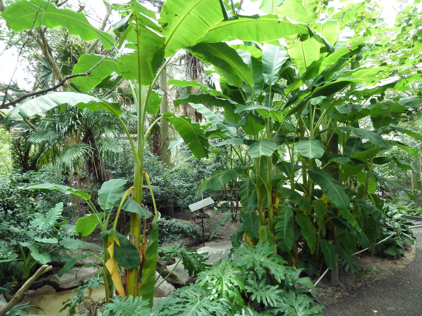 Austral/Asian Walk-Through Aviary