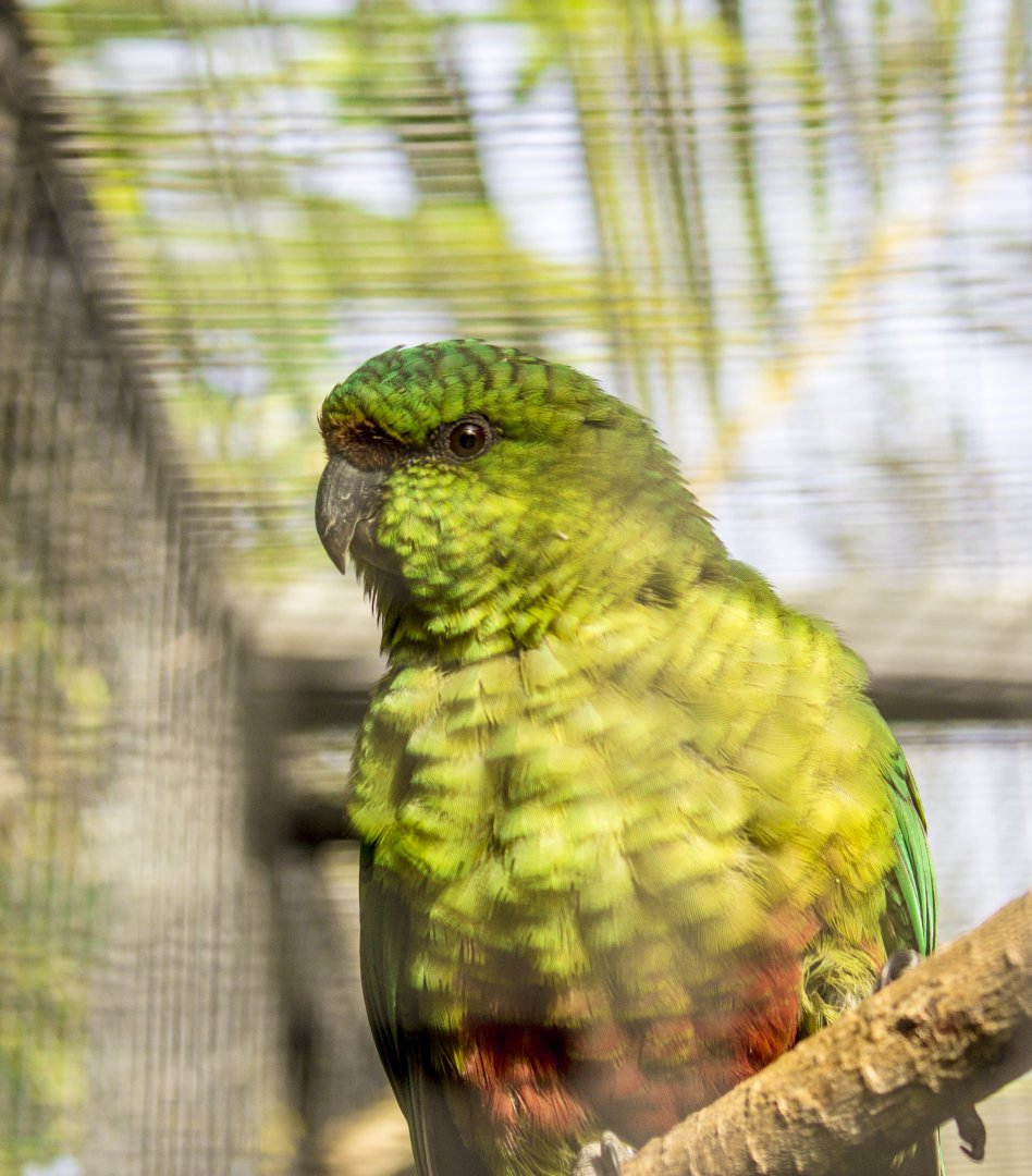 Austral conure, Enicognathus ferrugineus