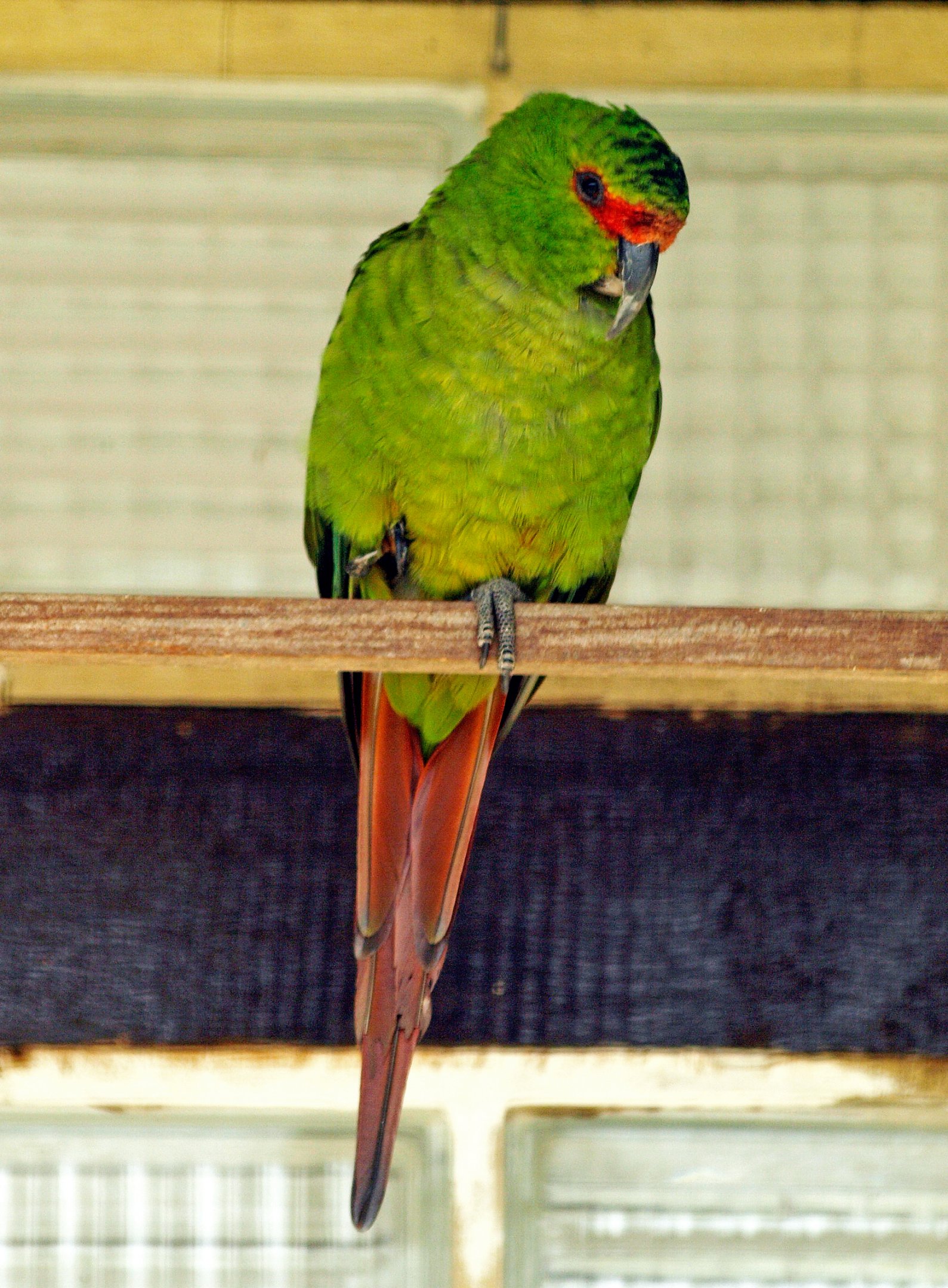 Austral conure