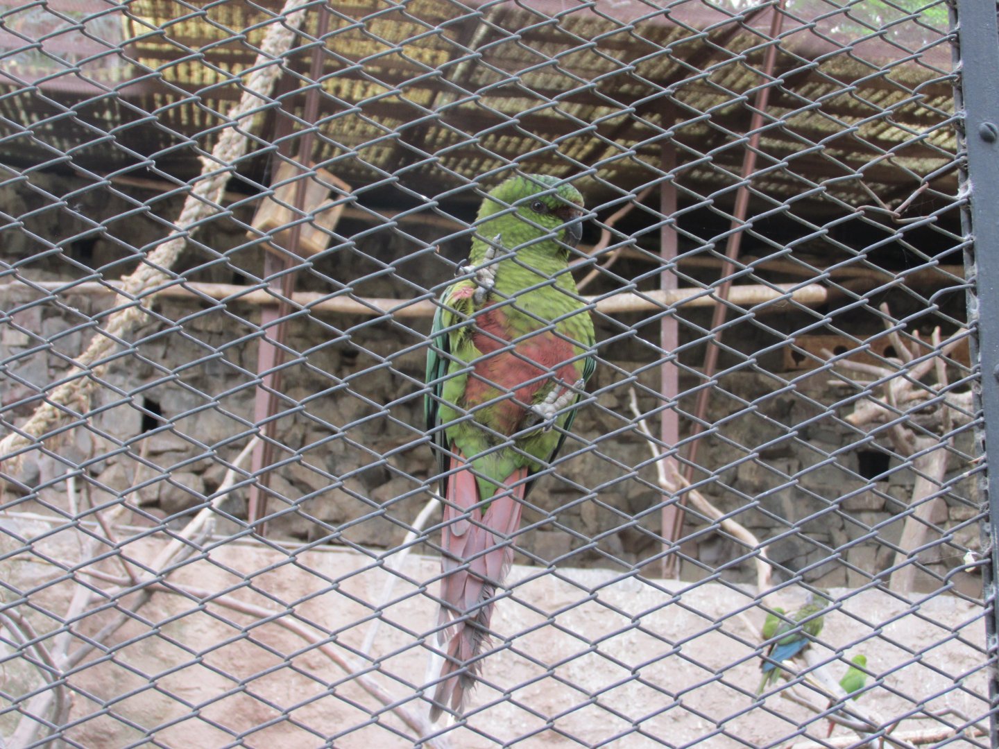 austral parakeet aka austral conure
