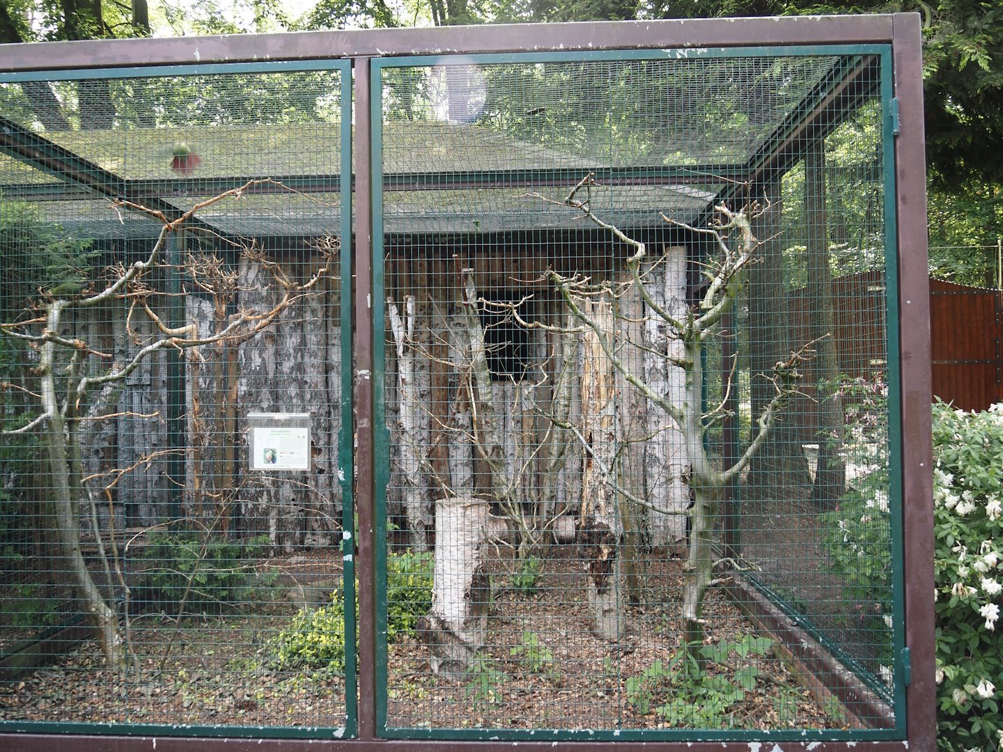 Austral parakeet and Chilean tinamou aviary, 2024-05-21
