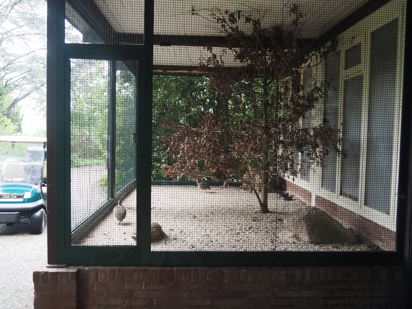 Austral parakeet and Elegant-crested tinamou aviary, 2024-05-22