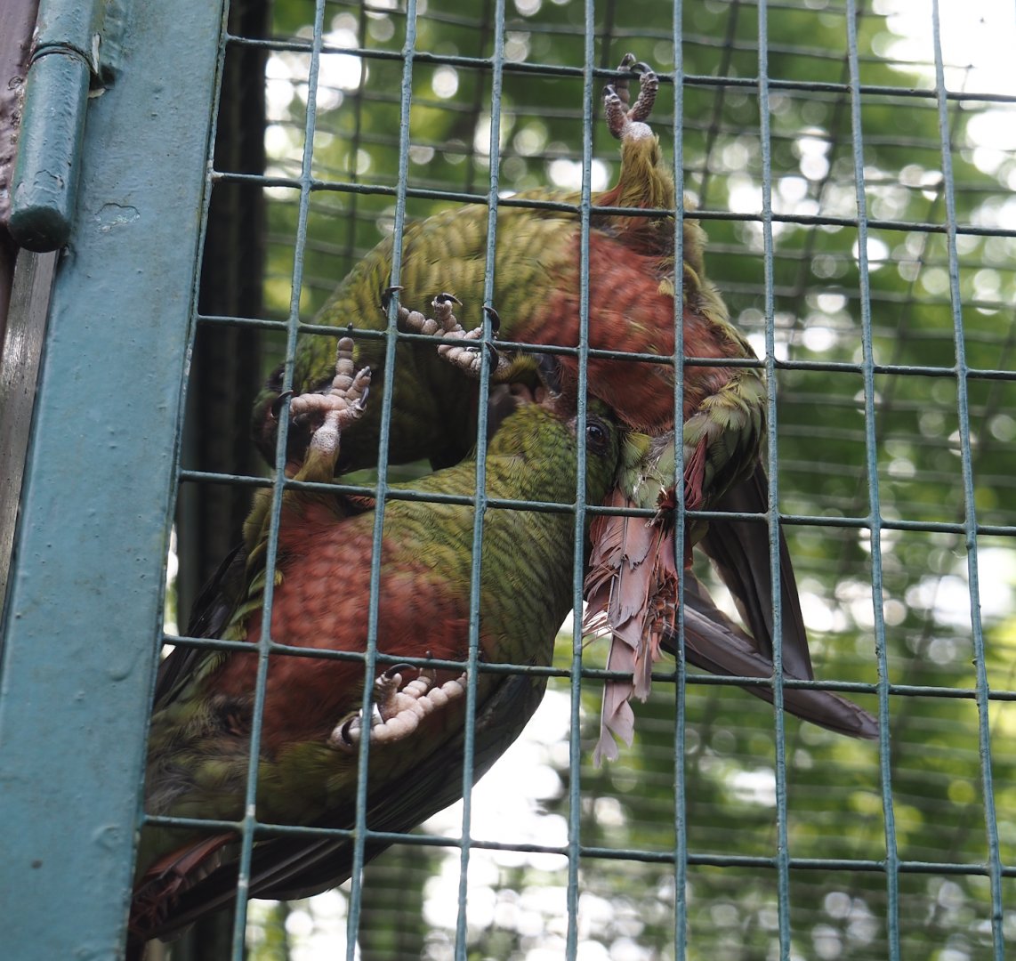 Austral parakeet  (Enicognathus ferrugineus), 2024-05-21