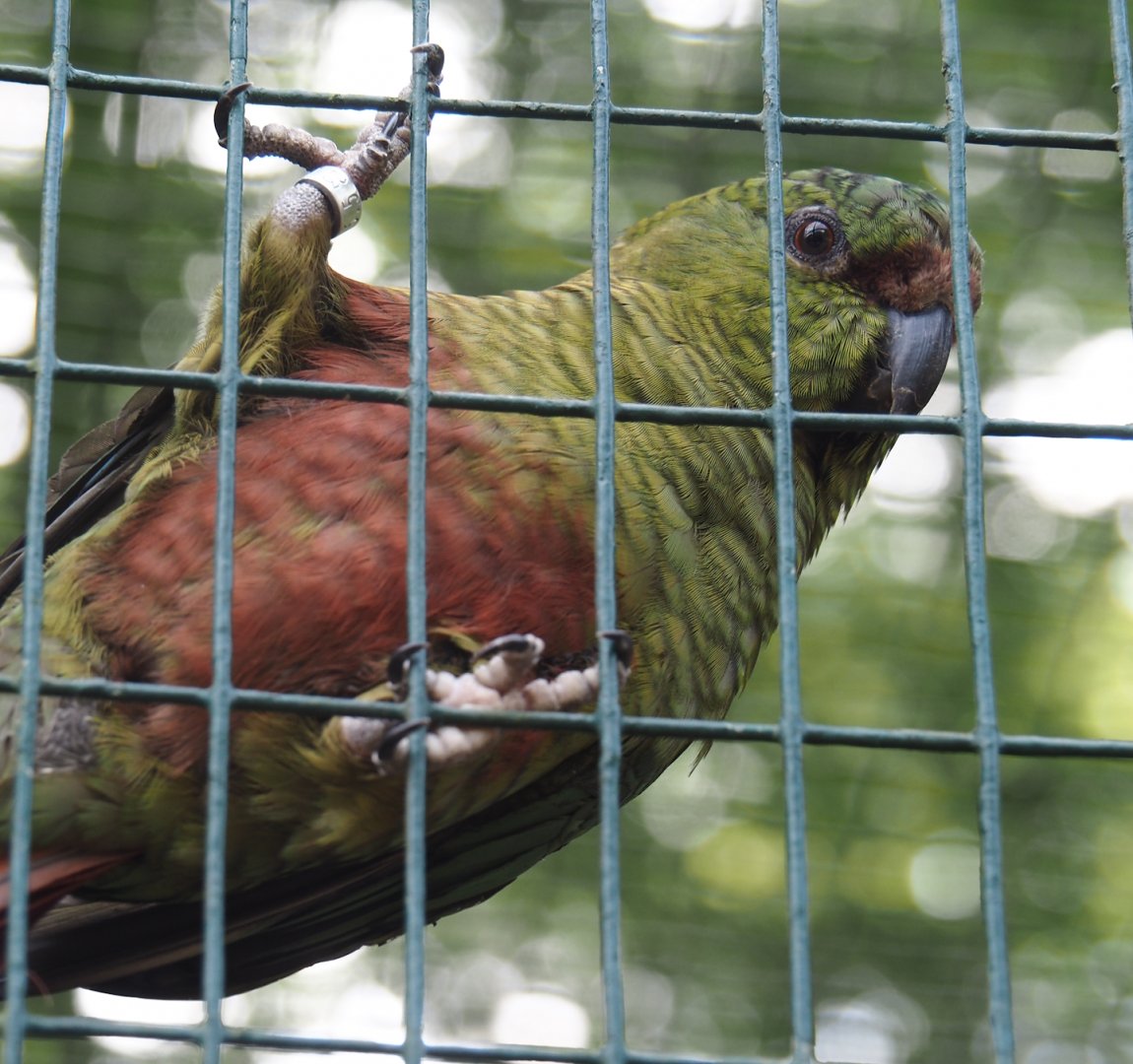 Austral parakeet  (Enicognathus ferrugineus), 2024-05-21