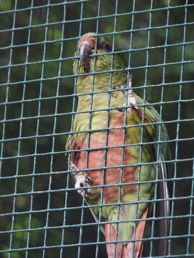 Austral parakeet (Enicognathus ferrugineus), 2024-05-22