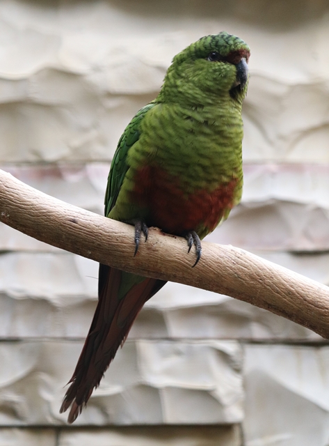 Austral parakeet (Enicognathus ferrugineus)