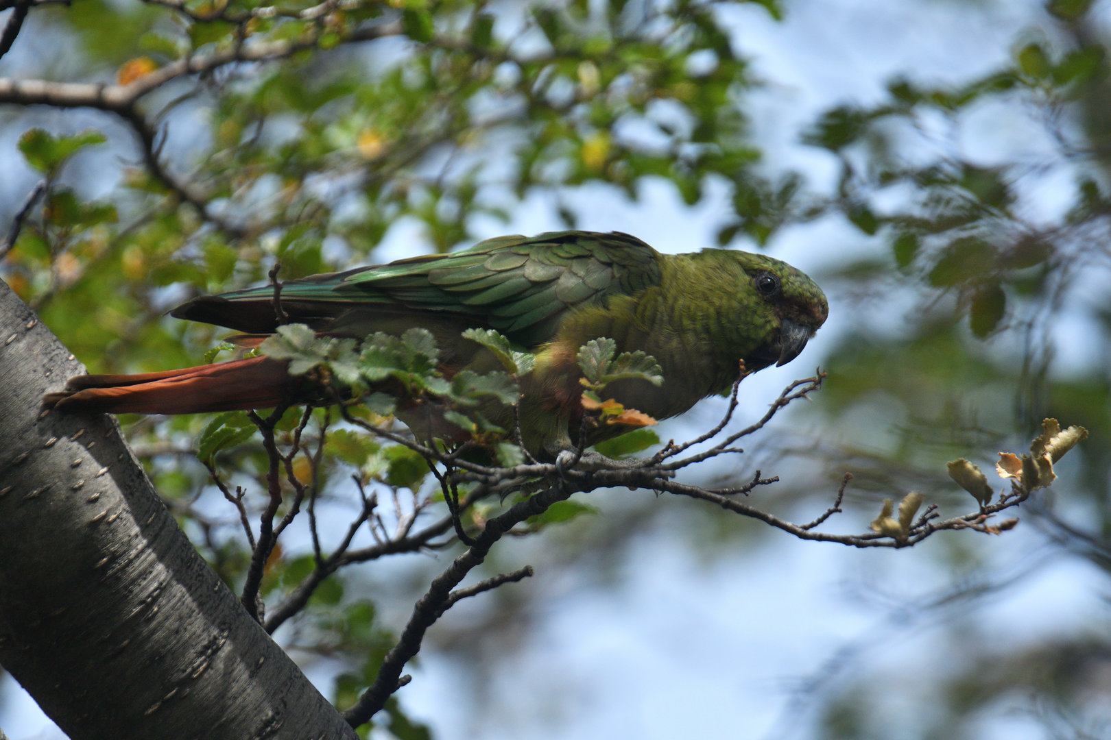 Austral Parakeet (Enicognathus ferrugineus)