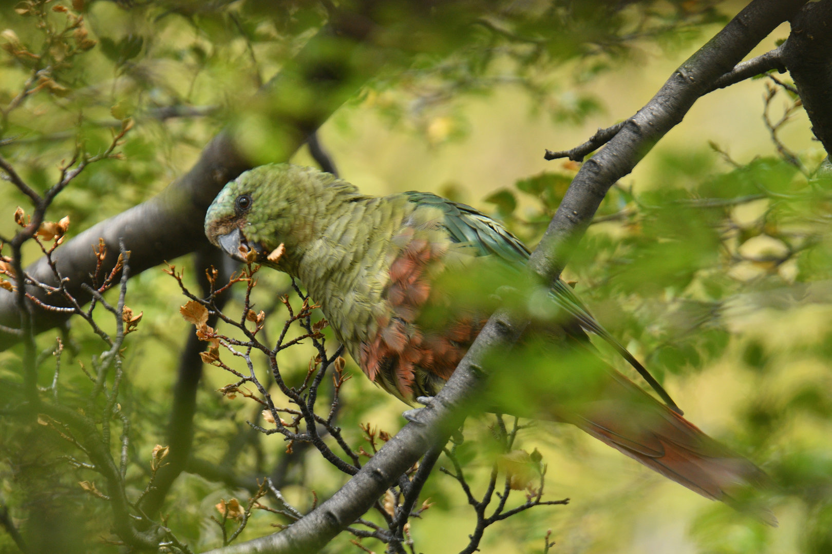 Austral Parakeet (Enicognathus ferrugineus)