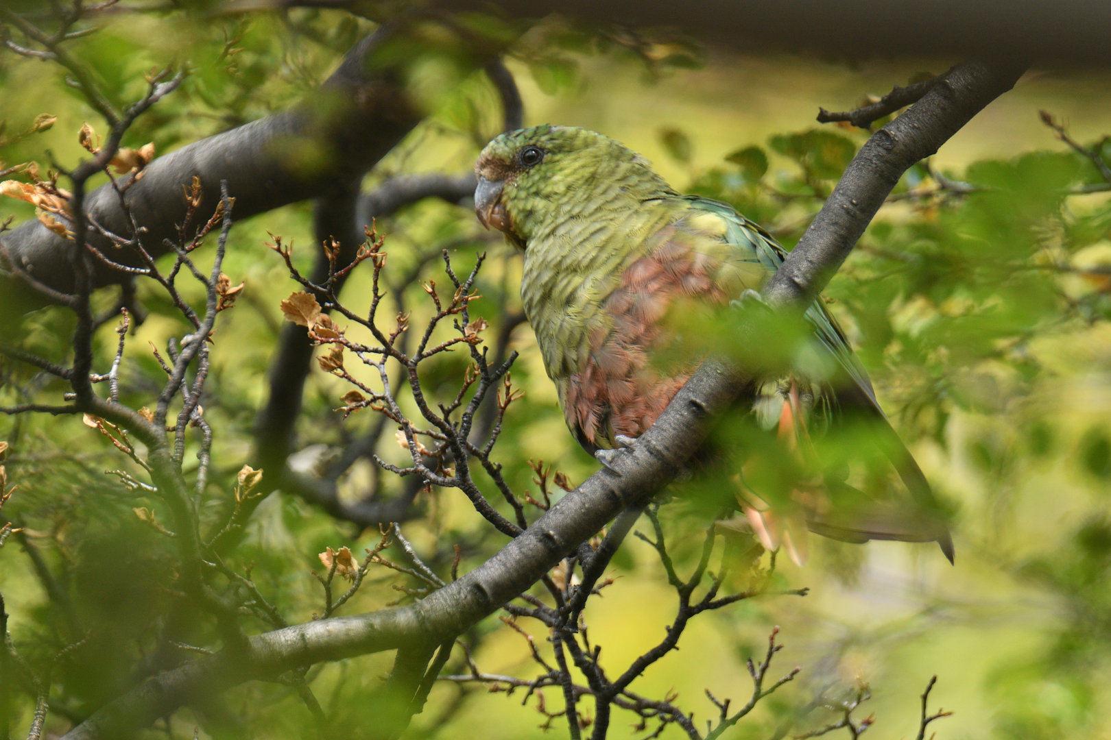 Austral Parakeet (Enicognathus ferrugineus)