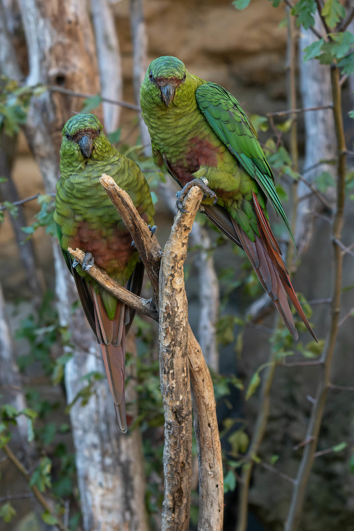 Austral parakeet (Enicognathus ferrugineus)