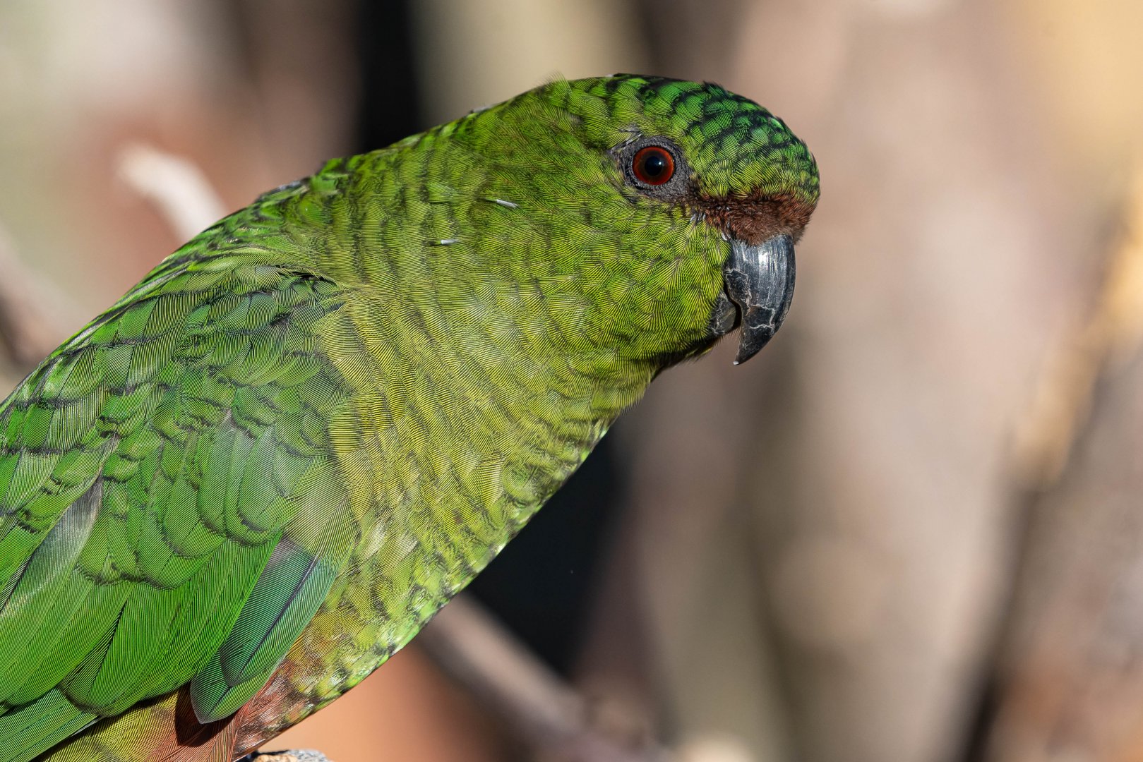 Austral parakeet (Enicognathus ferrugineus)