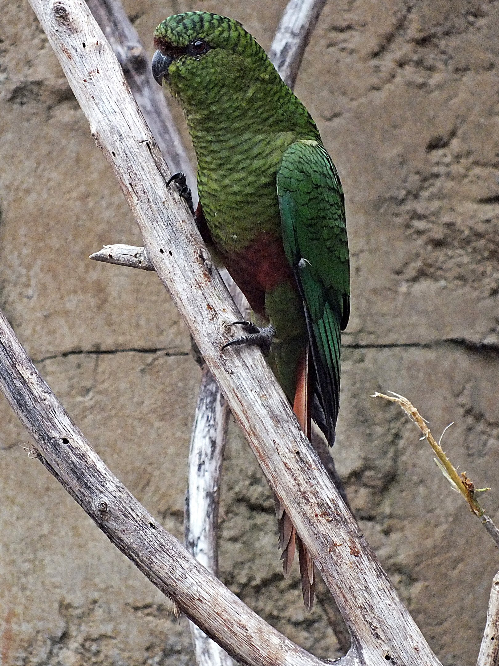 Austral parakeet