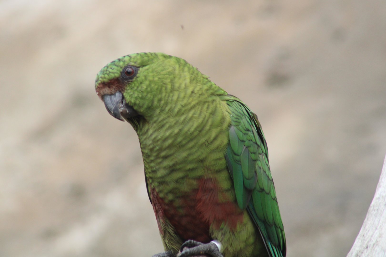 Austral Parakeet