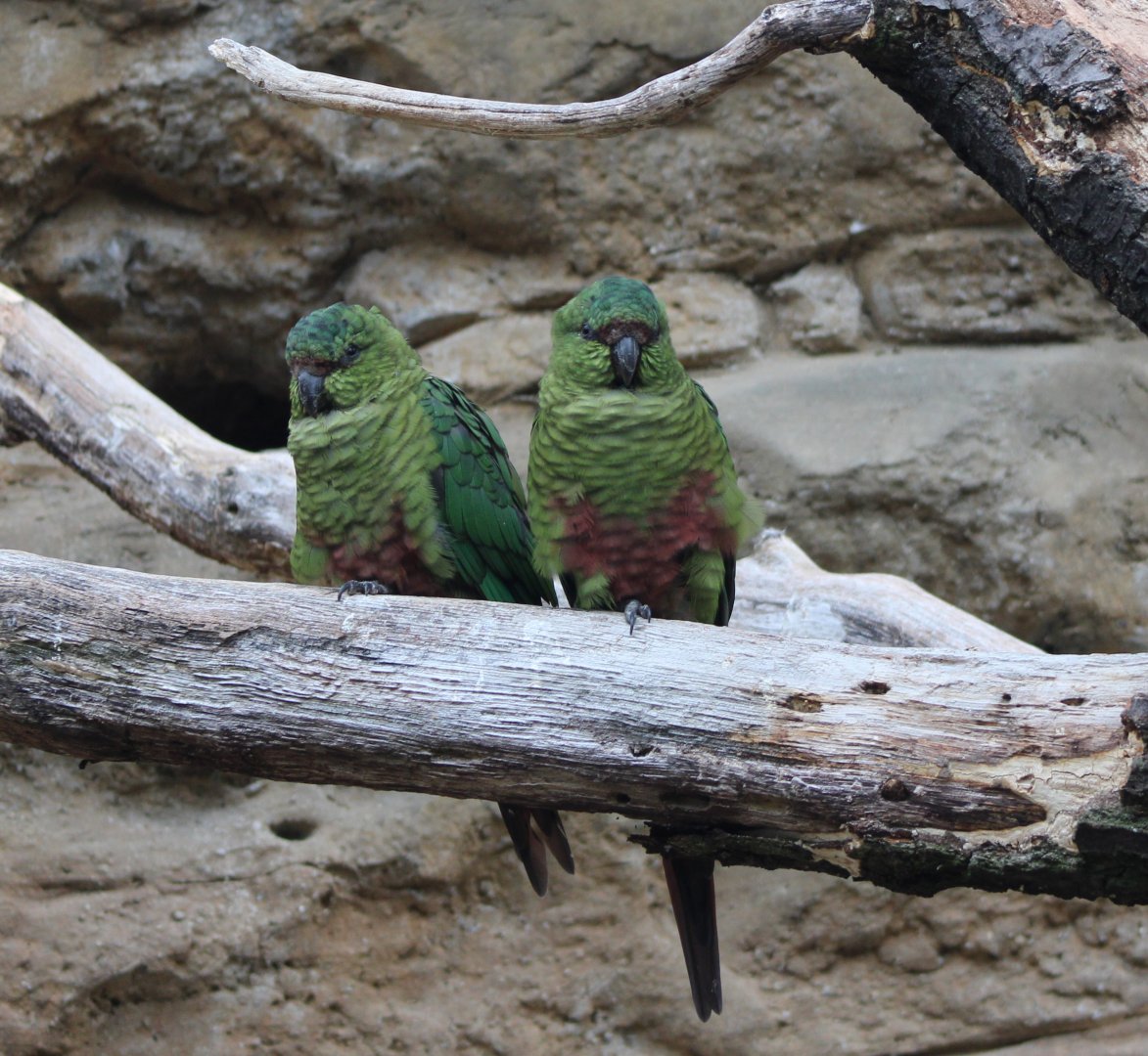 Austral parakeets