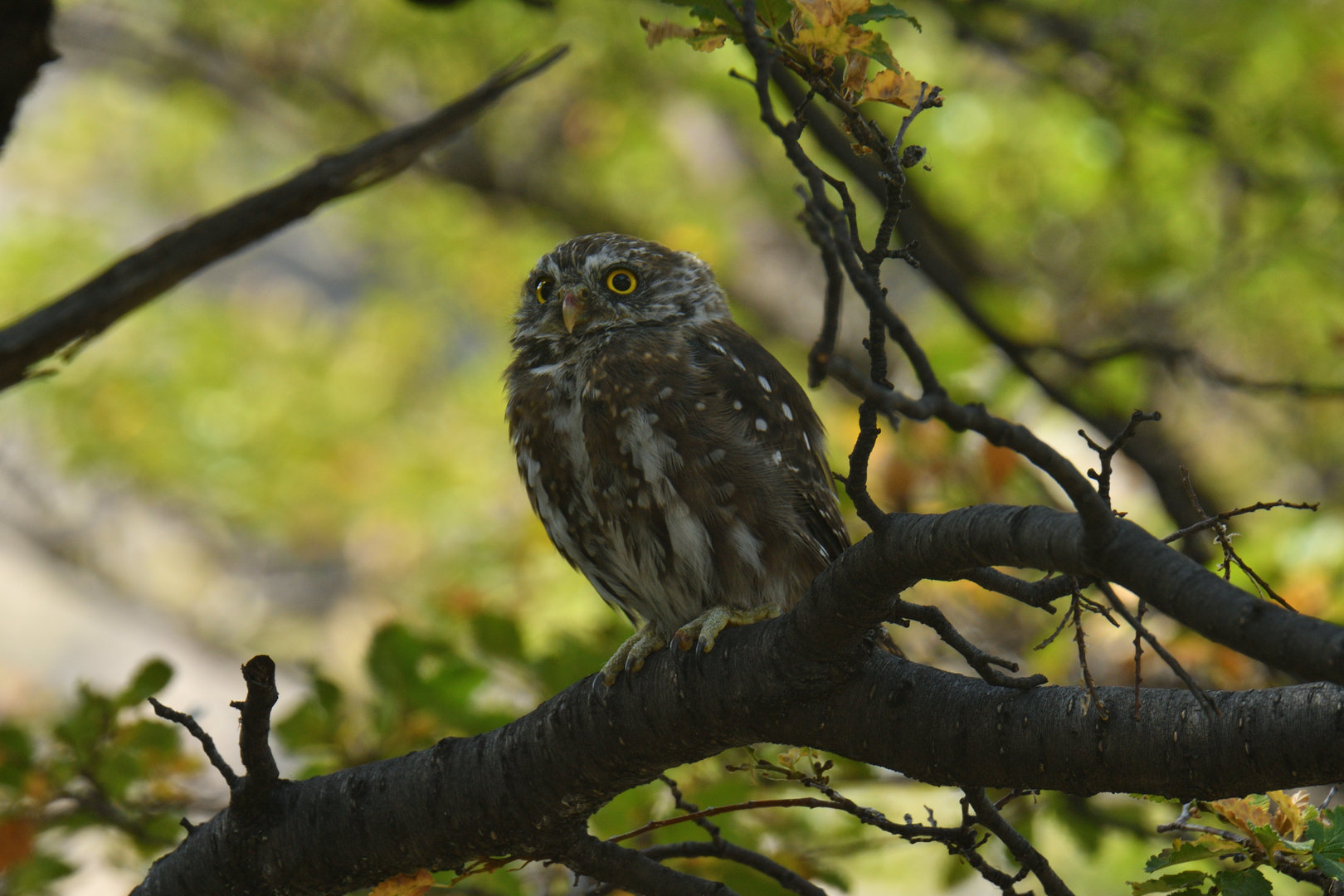 Austral pygmy owl (Glaucidium nana)