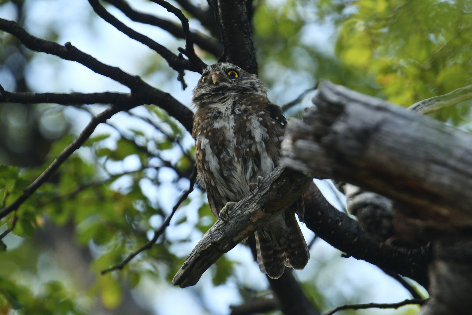 Austral pygmy owl (Glaucidium nana)
