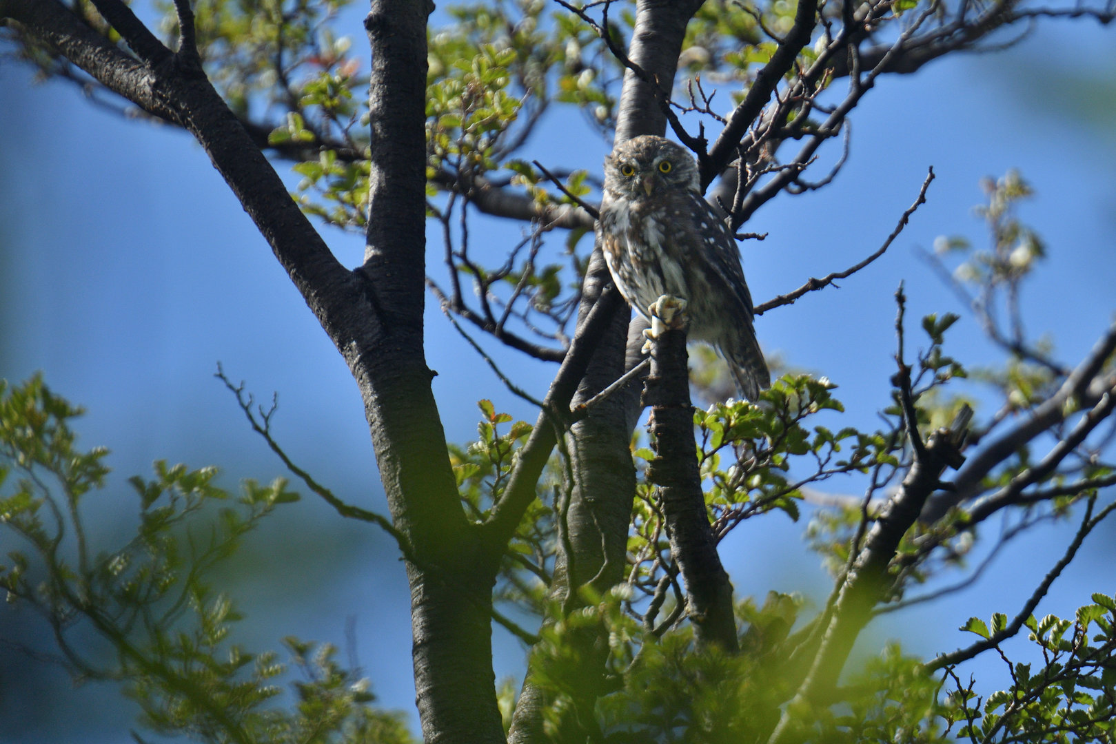 Austral pygmy owl (Glaucidium nana)