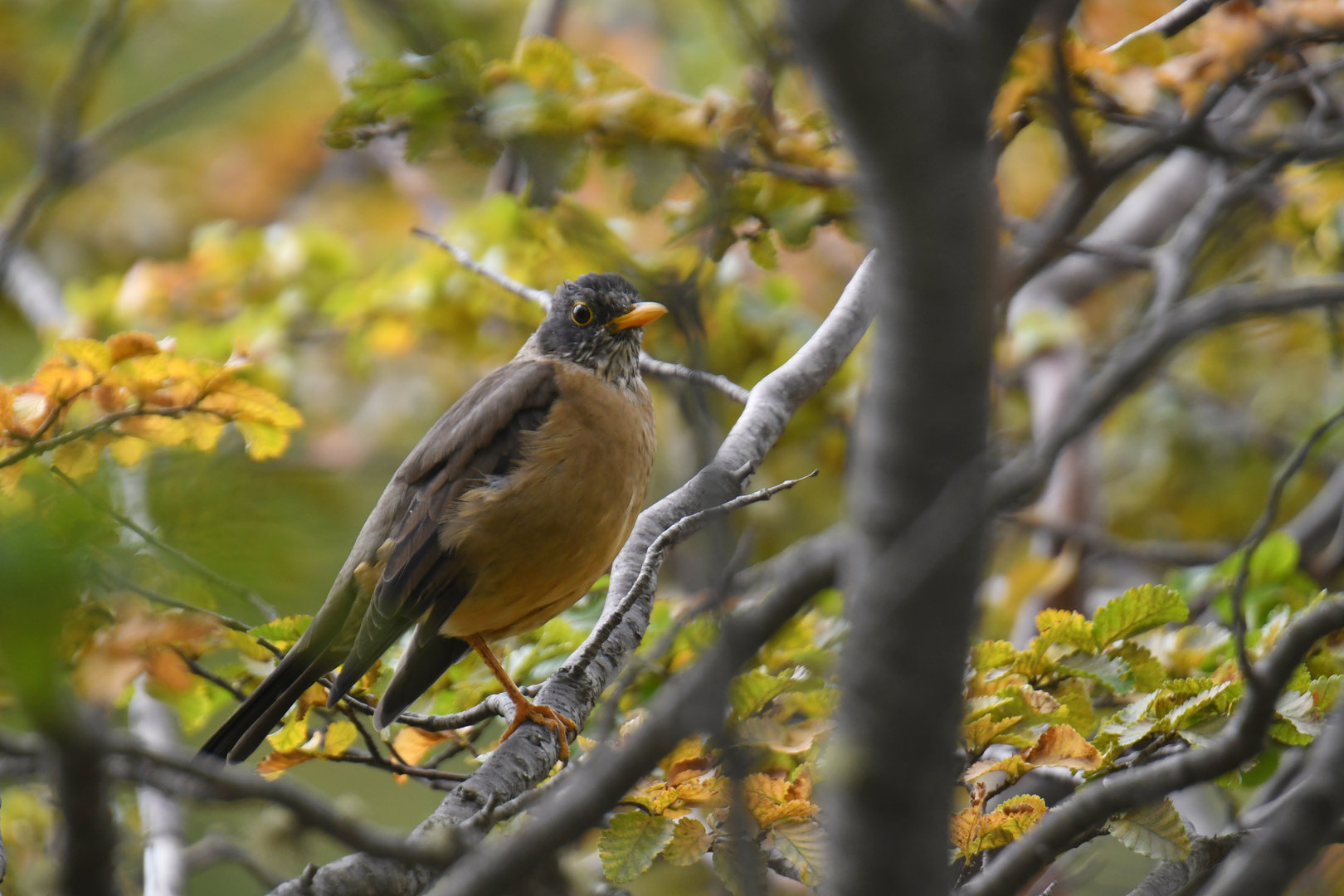 Austral thrush (Turdus falcklandii)