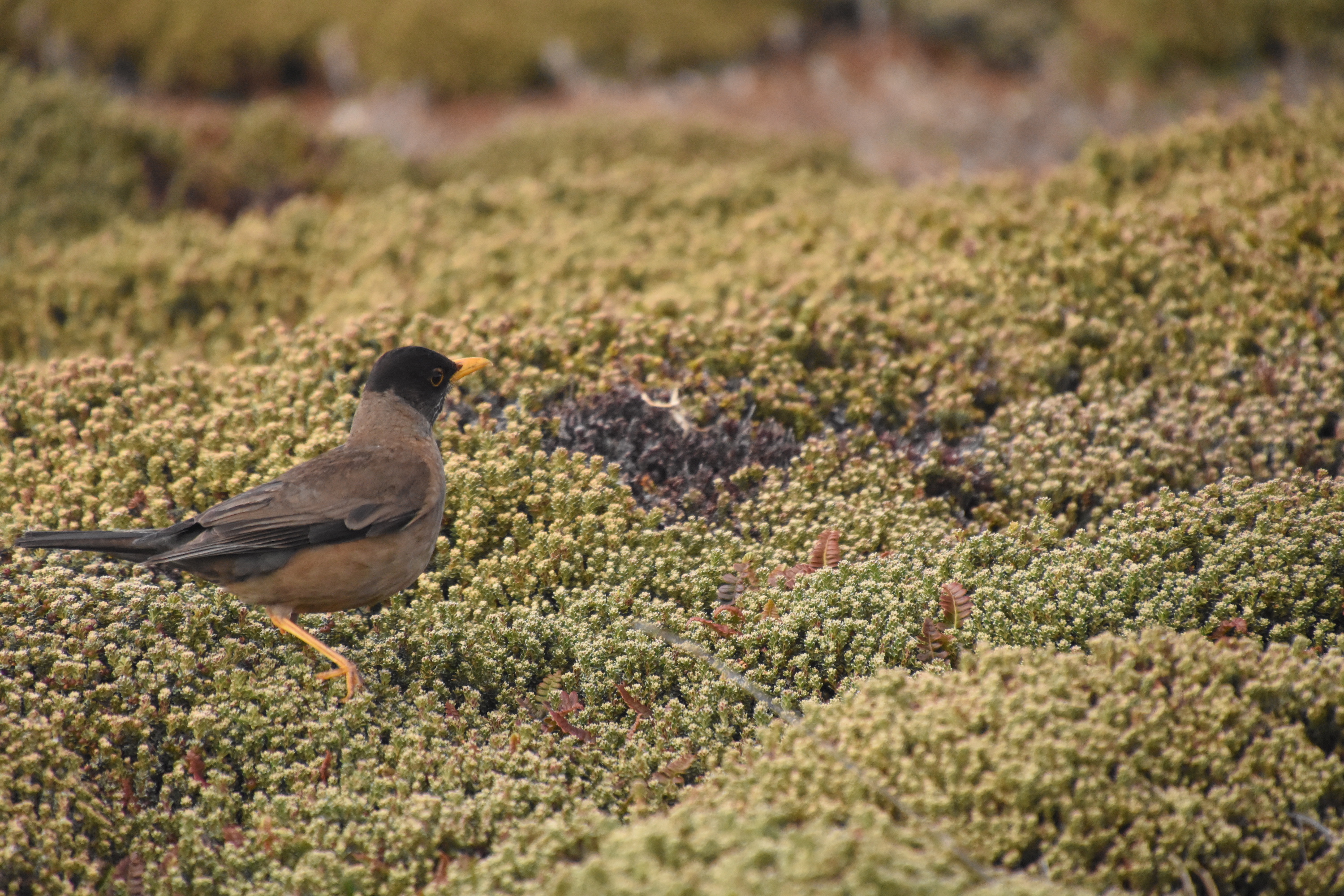 Austral thrush