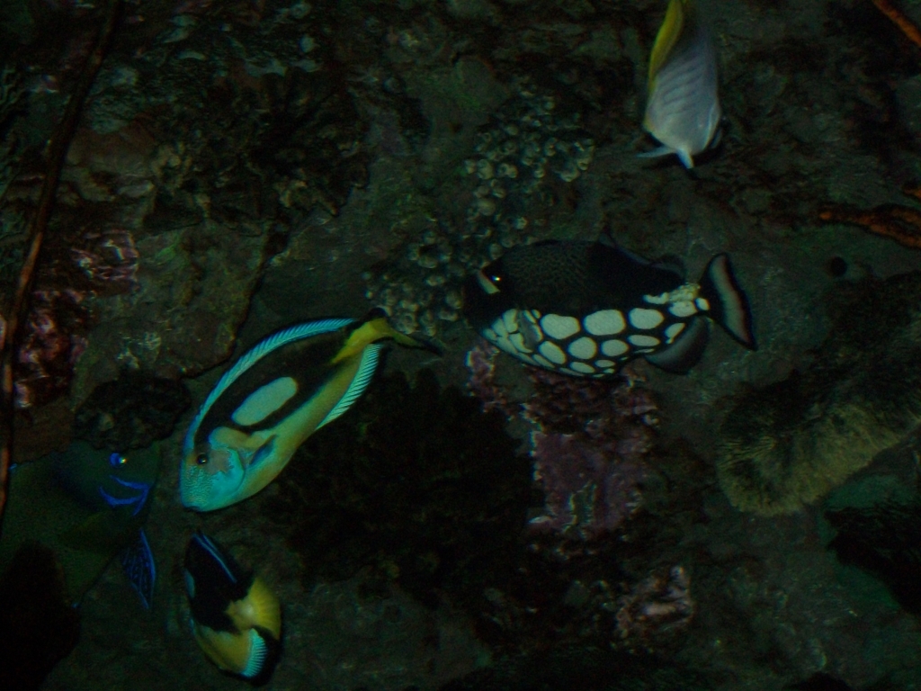 Australasia aquarium (2019)