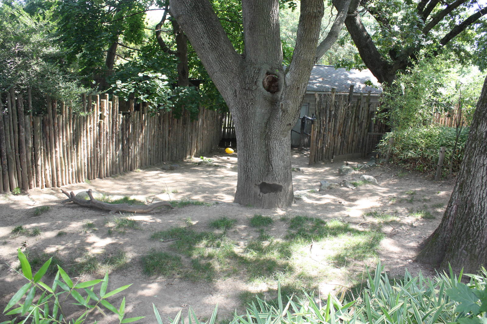 Australasia- Babirusa Exhibit