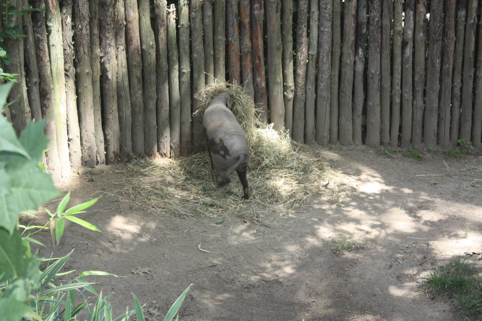Australasia- Babirusa Playing With Straw